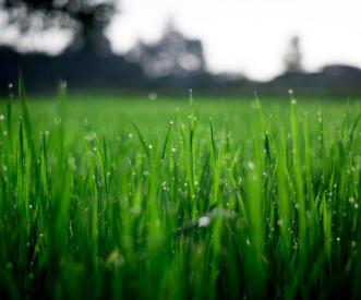 Close-up of lush green grass with dew drops glistening in the sunlight. The background is softly blurred, showing hints of trees and a bright sky, creating a serene and fresh morning scene.