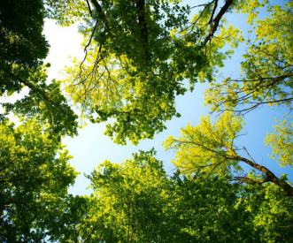 Looking up at a clear blue sky framed by lush green tree canopies. The sunlight filters through the leaves, creating a bright, vibrant scene. The trees form a natural circle, providing a serene and peaceful view.