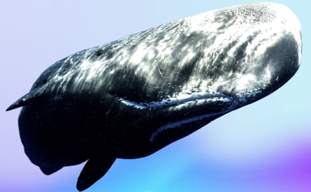 A sperm whale swims gracefully in clear blue water, its massive body highlighted by sunlight. The whale's textured skin is clearly visible, with a focus on its large head and dorsal side.