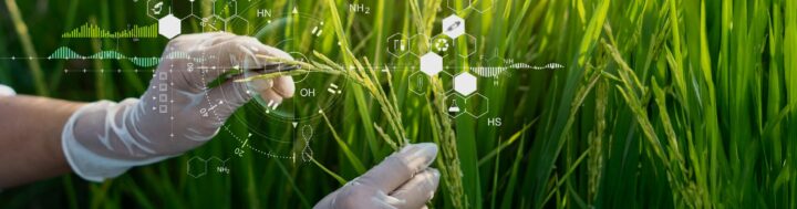 Gloved hands examining rice plants in a field with scientific graphics and molecular formulas overlayed, symbolizing agricultural research and biotechnology.