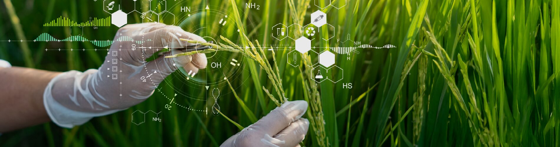 Gloved hands examining rice plants in a field with scientific graphics and molecular formulas overlayed, symbolizing agricultural research and biotechnology.
