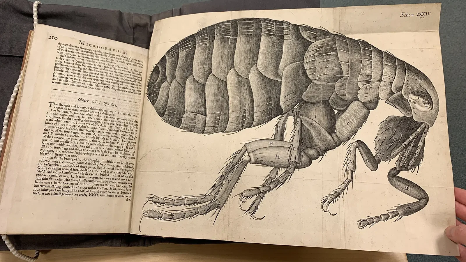 A hand holds open an old book displaying a large, detailed black-and-white illustration of a flea, showing its segmented body and legs, with text on the left page and more illustrations on the right.