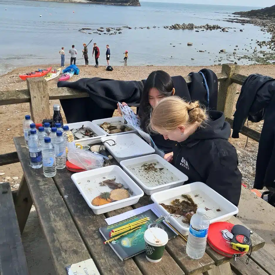 Two people examine trays of marine specimens on a picnic table by the beach. Supplies, water bottles, and equipment are scattered around. In the background, people stand near the shore with a rocky coastline visible.